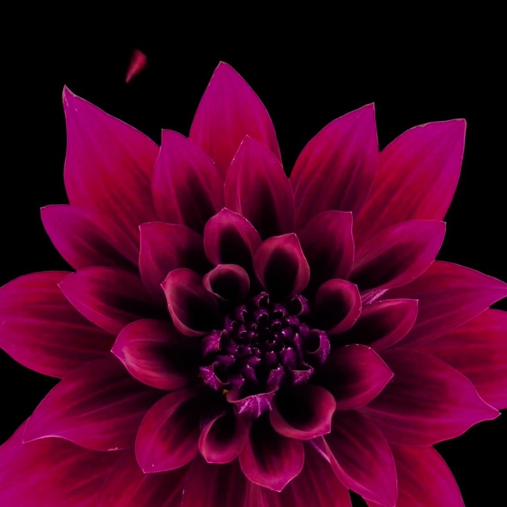 Meet your Posher, Karla